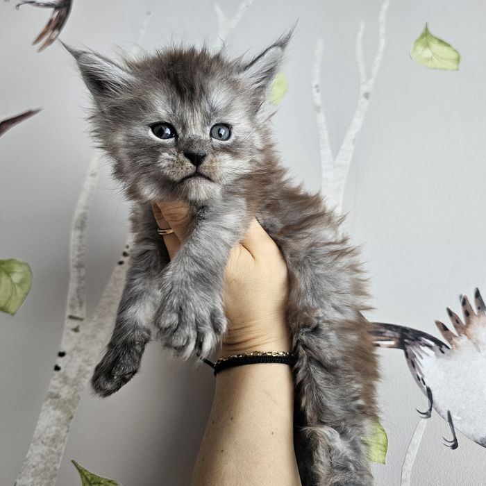 Koteczka   Maine coon rodowód FPL hodowlana