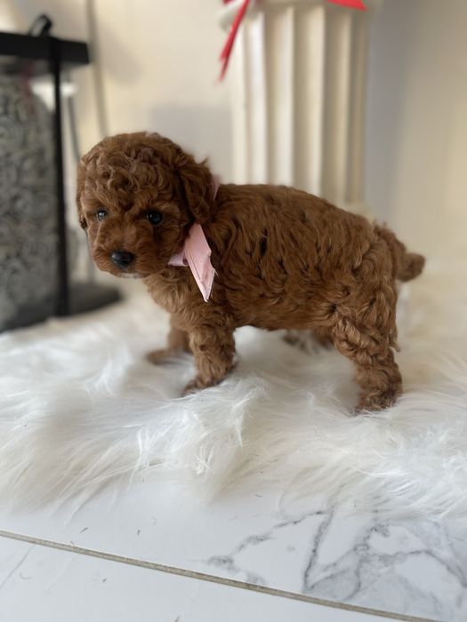 VIP Той-Пуделі — Гарантовано закохаєтесь з першого погляду