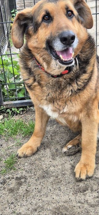 Piesek około 8 lat