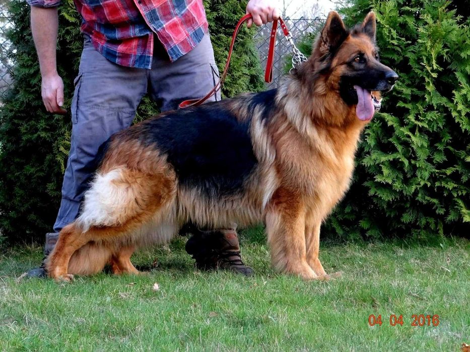 Owczarek Niemiecki Owczarki Niemieckie