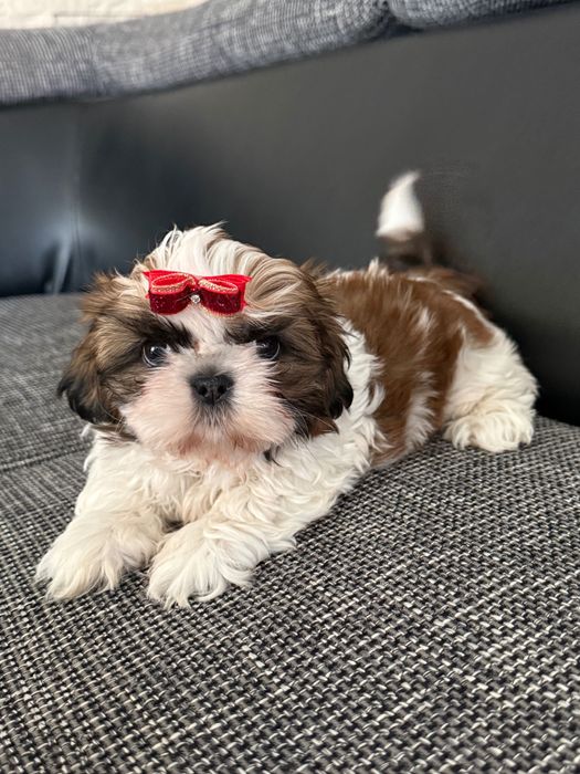 Śliczna suczka shih tzu