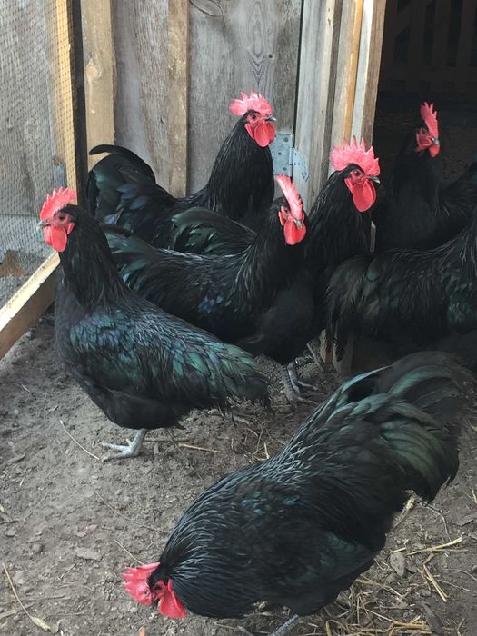 Jajka australorp czarny