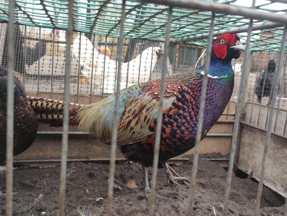 Bażant łowny po pstrym japońskim kogut samiec