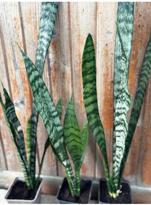 Sansevieria sanseweria