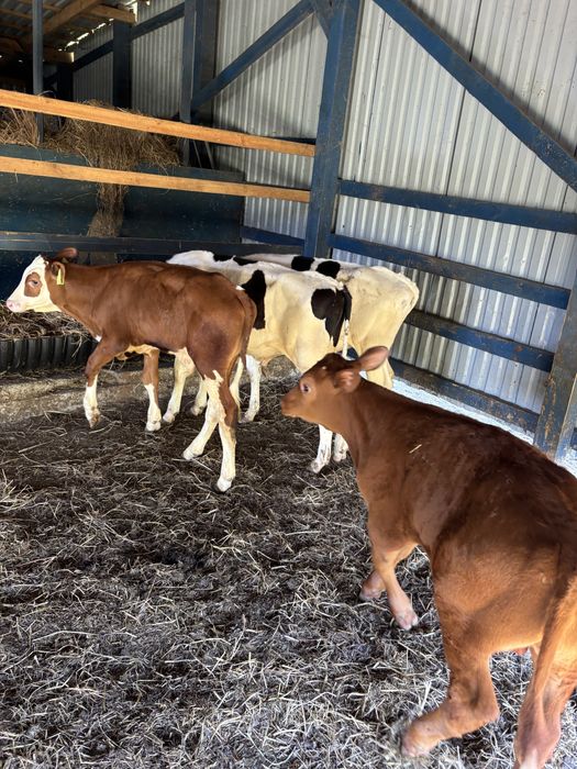 Sprzedam byki samodzielne