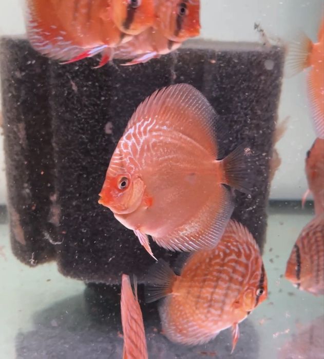 Paletki Snake Skin  8cm  - młode dyskowce