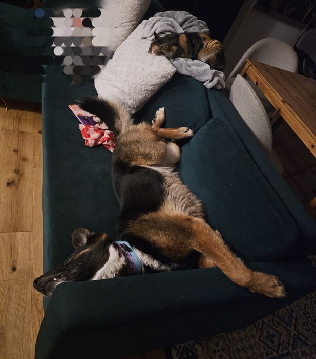 Feliks pies do adopcji szuka domu