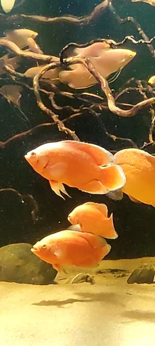 Pielęgnice pawiookie parka.