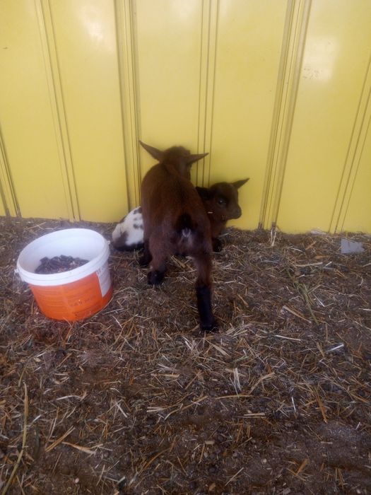 Vendo cabritas anãs 3 fêmeas