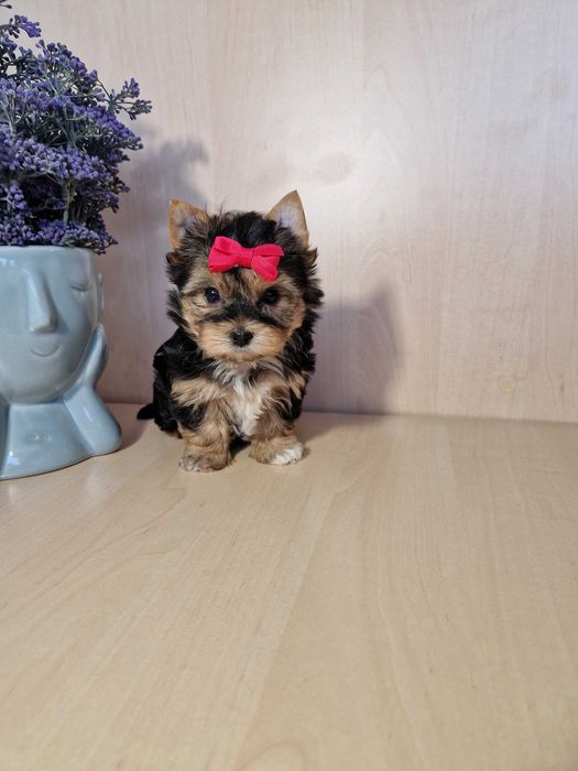 śliczna sunia yorkshire terrier