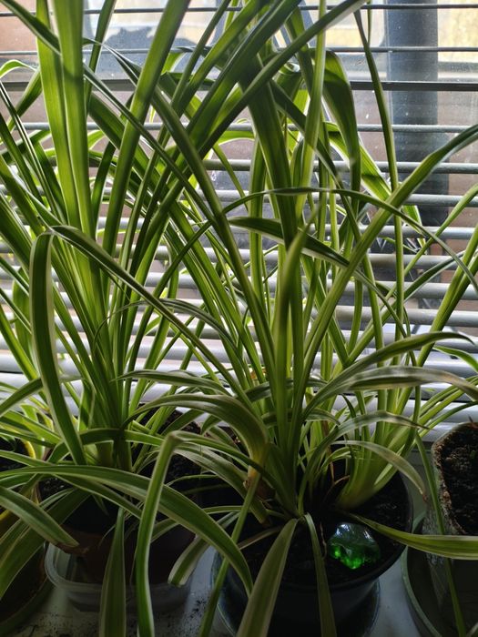 Подарую кімнатний вазон