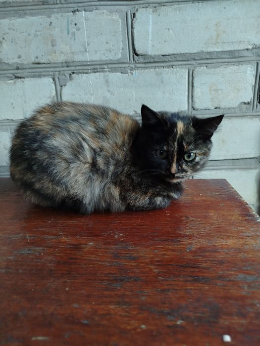 Отдам котенка в добрые руки