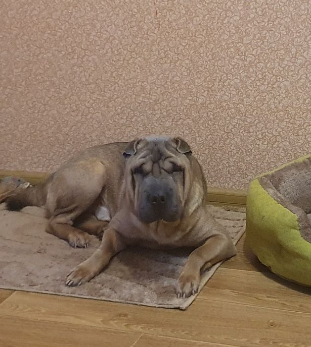 Вязка китайского шар-пея