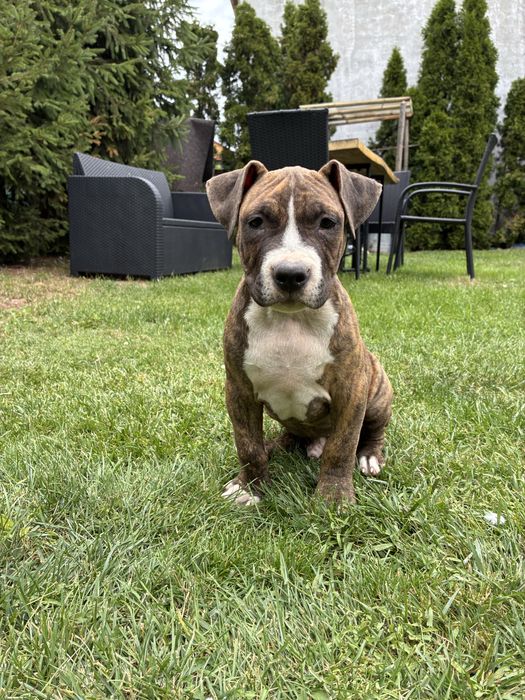 Piesek rasy American Bully