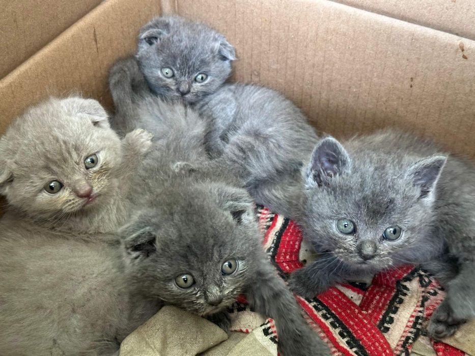 Кошенята шотландці