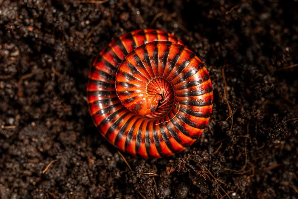 3 szt. Wij Krocionóg Centrobolus fulgidus