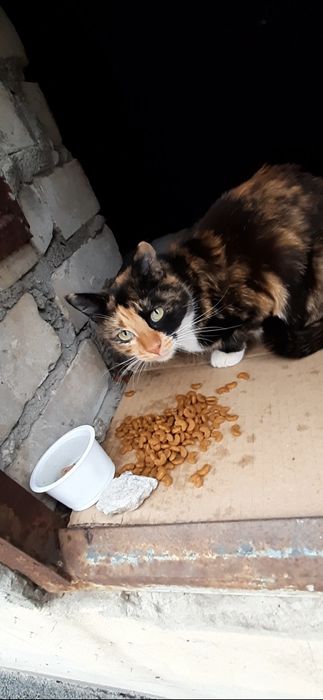 Трёхцветная стерилизованная кошечка даром