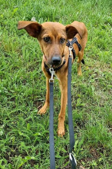 JODA, cão macho de raça mista adotado.