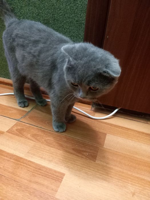 Віддам кота в добрі руки
