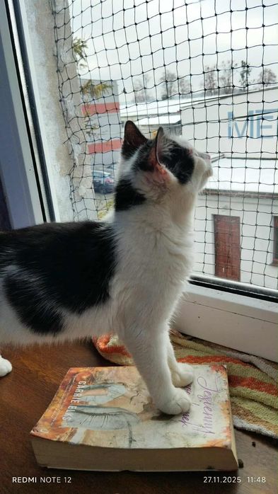 Cudna koteczka - oddam w dobre ręce