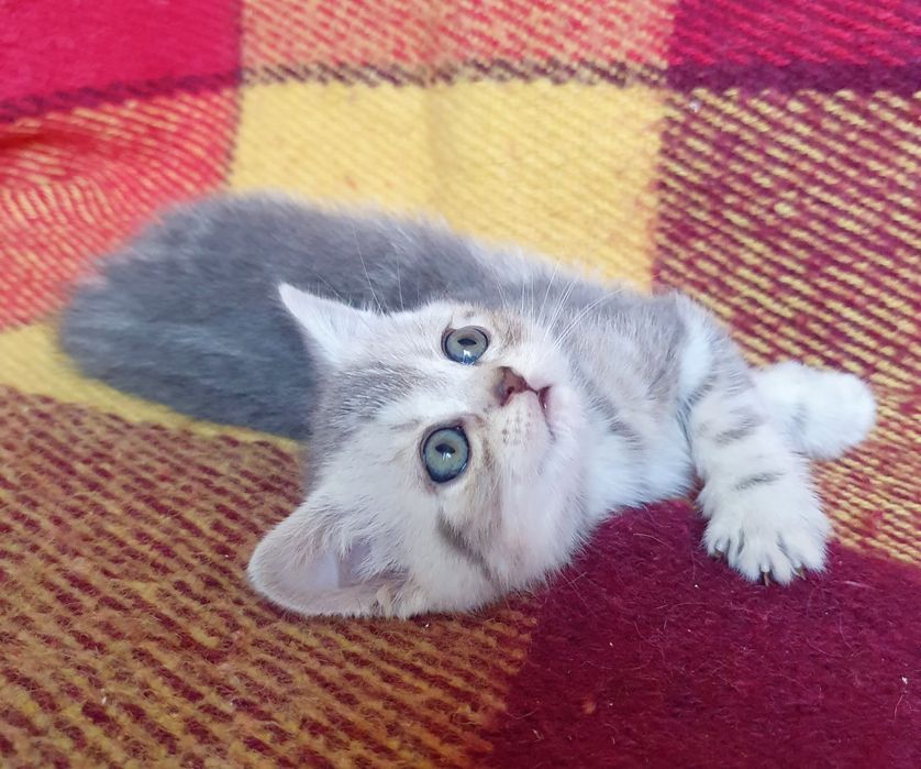 Чистокровний шотландик