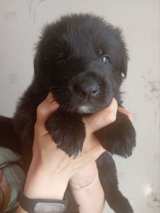 Продаж цуценят ДШ Німецької вівчарки