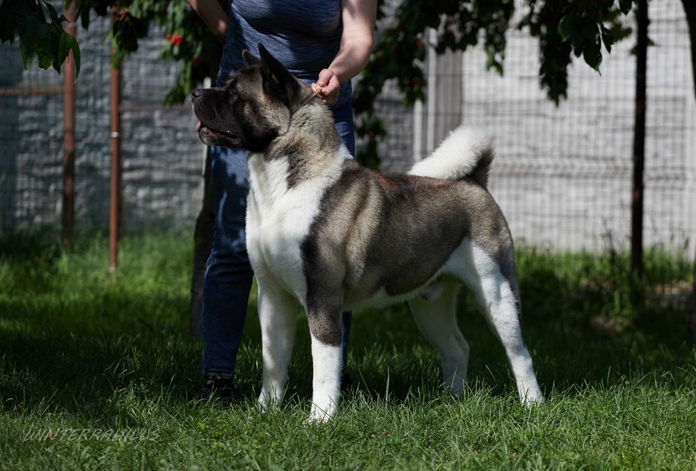 Дівчинка КСУ-FCI Американська Акіта American Akita