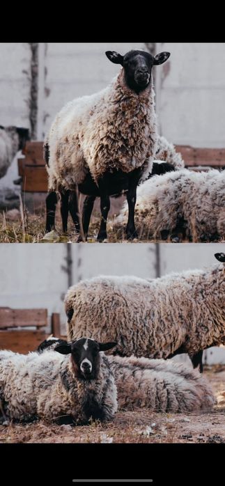 Продам овець Романівської природи