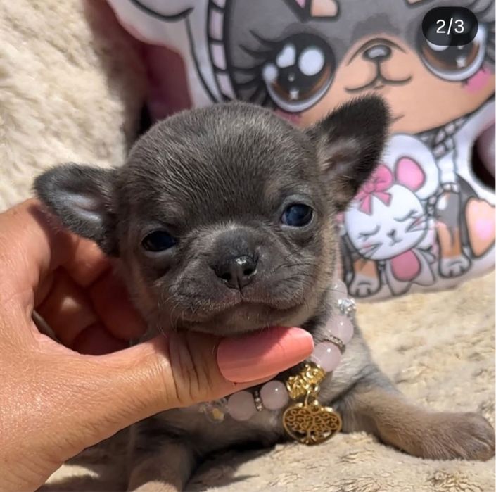 Малюки з короткими носиками