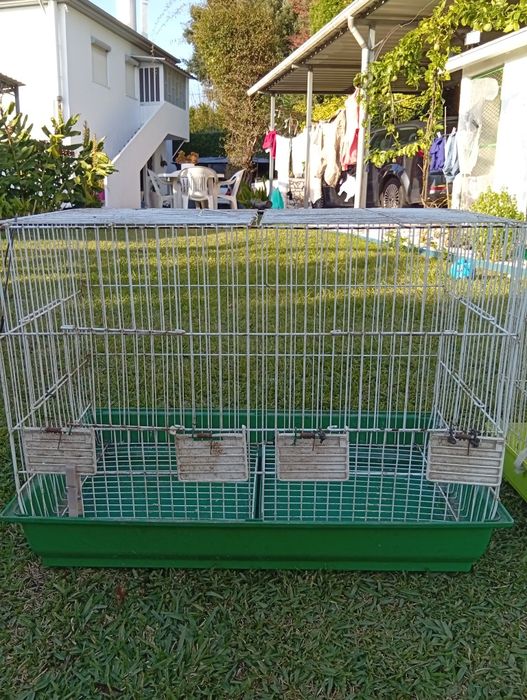 Troco por aves do meu interesse