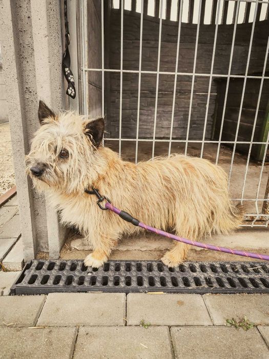 Rafi - do adopcji po śmierci właściciela, nieufny