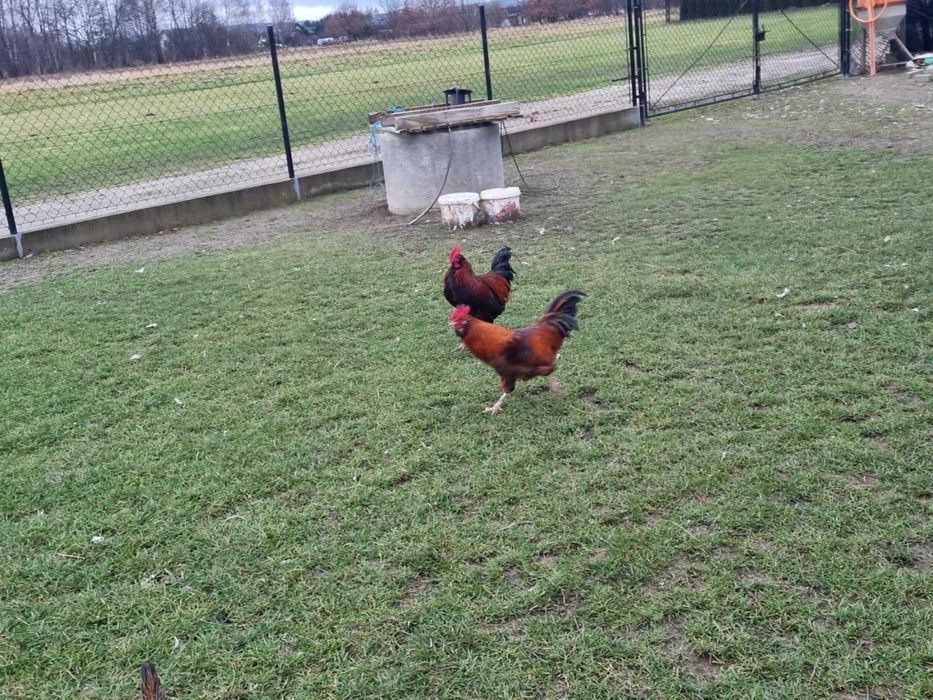 Sprzedam lub wymienie koguty liliputy  z czerwca