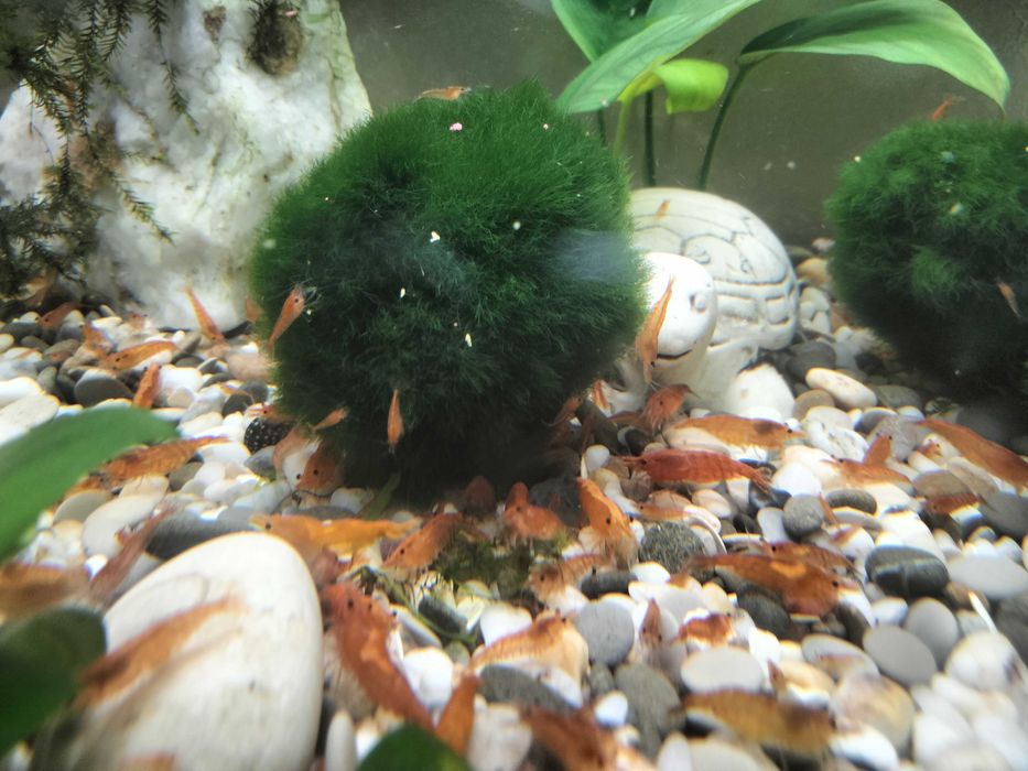 Продам акваріумних мешканців