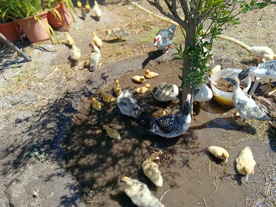 Patos Mudos pequenos e grandes para venda