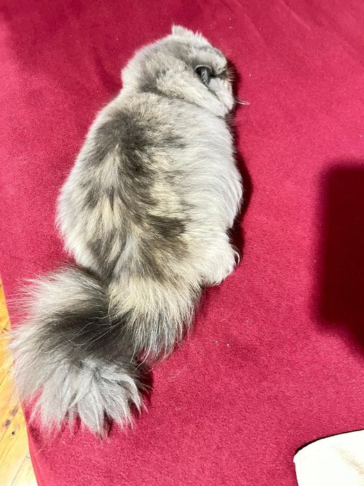 Linda Gata  Persa