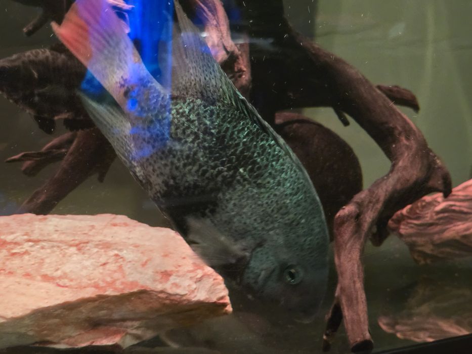 Pielęgnica Macalicauda - Czarnopręga