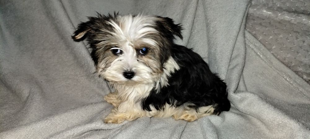 Yorkshire terrier biewer suczka