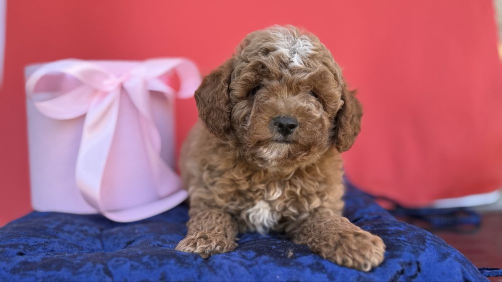 Справжне диво хлопчики