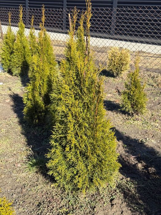 Продаю гарні туї  власний розсадник