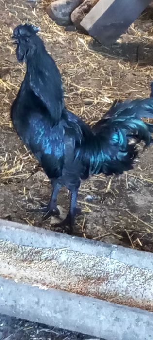 Sprzedam koguta Ayam cemani