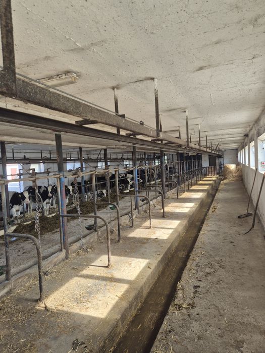 Wyciąg obornika szynowy