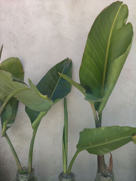 Palmeira para jardim