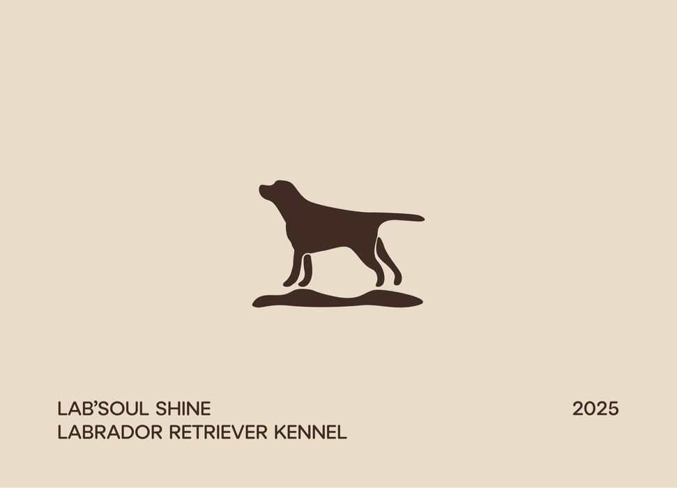 Розробка логотипу Розробка дизайну Підготовка макетів до друку