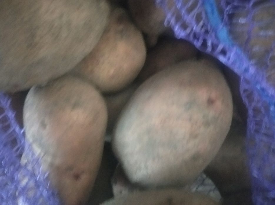 Велика  картопля