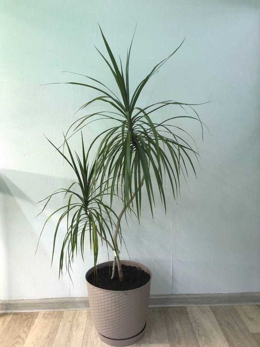 Драцена: растения для офиса