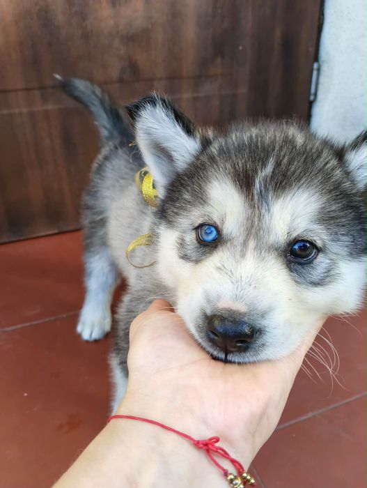 Szczeniak Syberian Husky Piesek