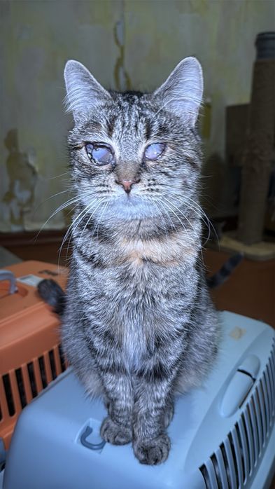 Кішечка кошеня в хороші руки