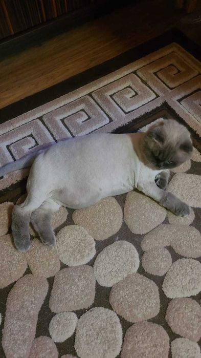 Отдам кошечку в хорошие руки