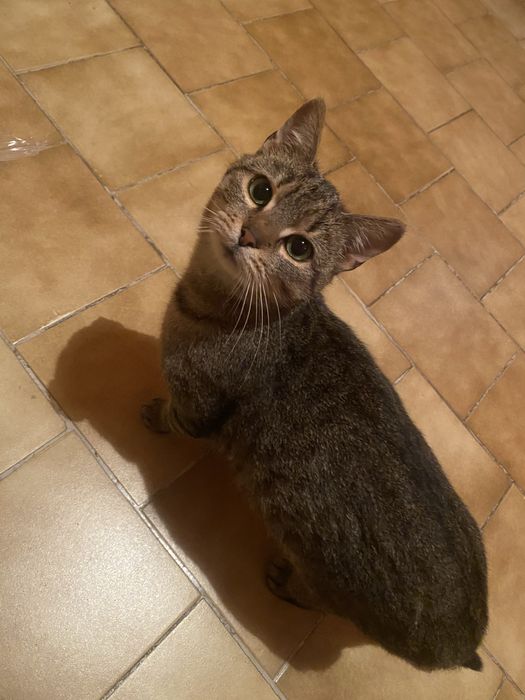 Oddam kotke w dobre ręce