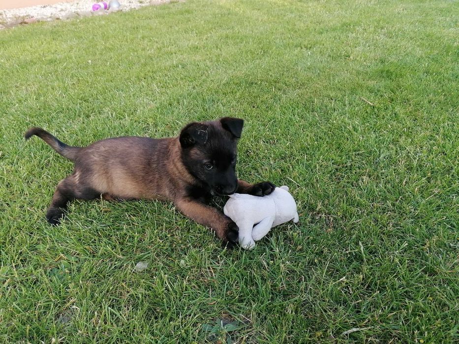 Малінуа щенята готові до переїзду! Бельгійська вівчарка!